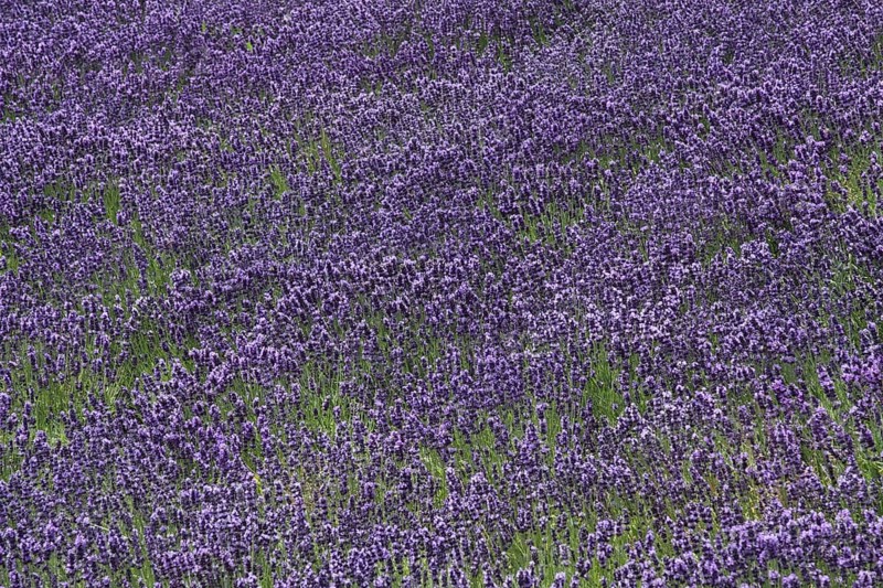Flower field with true common lavender