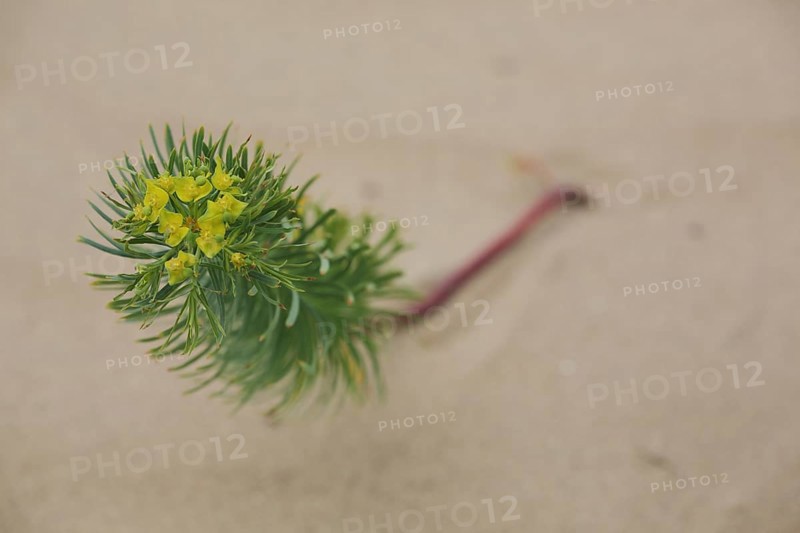 Twist of the tumbleweed
