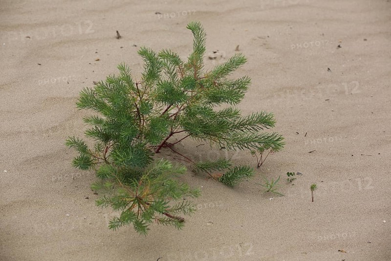 Tumbleweed