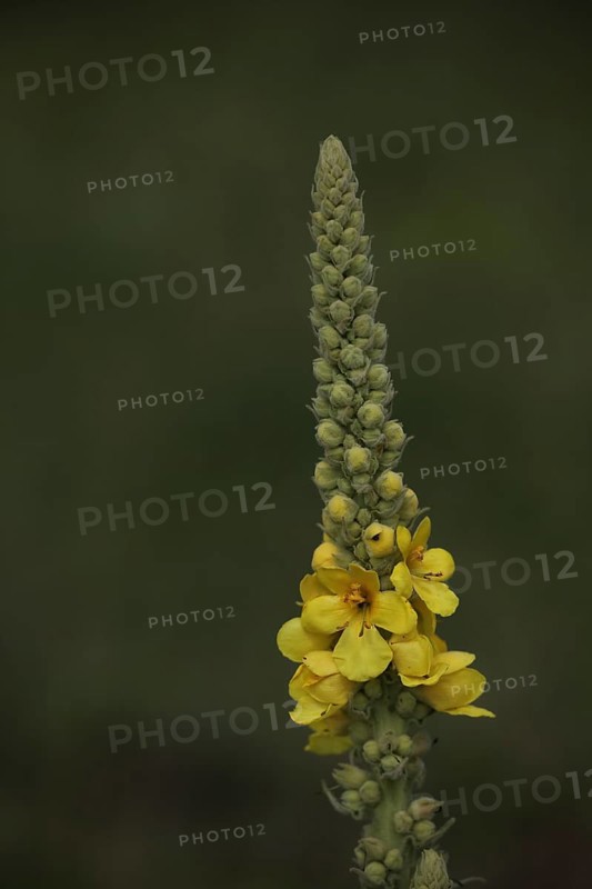 Large-flowered mullein
