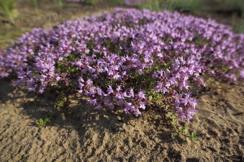 Sand thyme