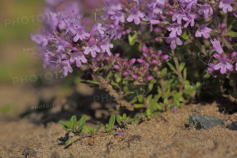 Sand thyme