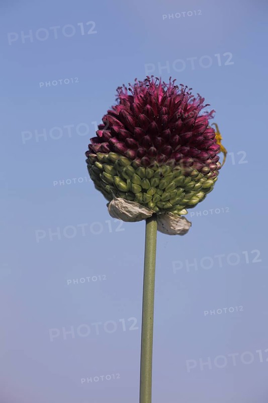 Spherical-headed leek