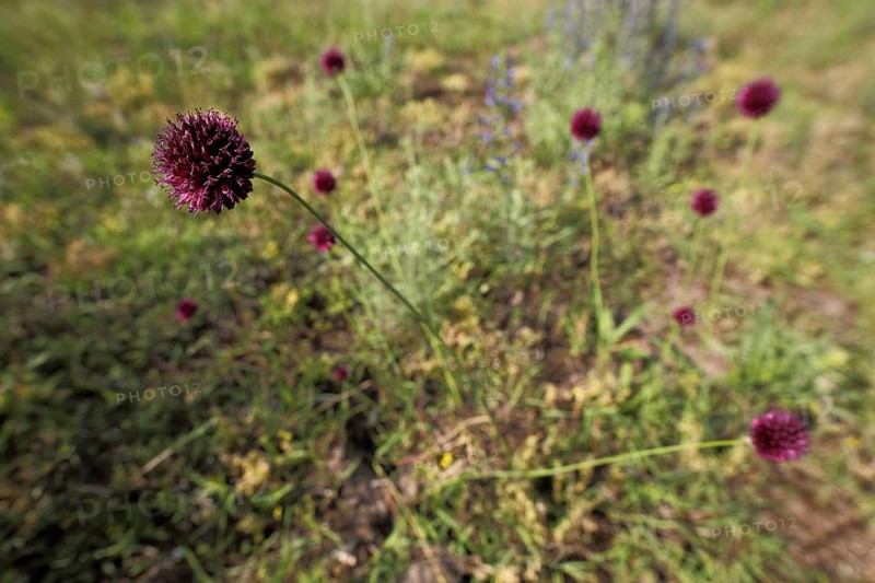 Spherical-headed leek
