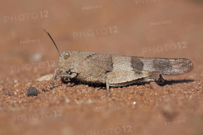 Blue-winged grasshopper