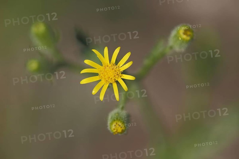 Heath groundsel