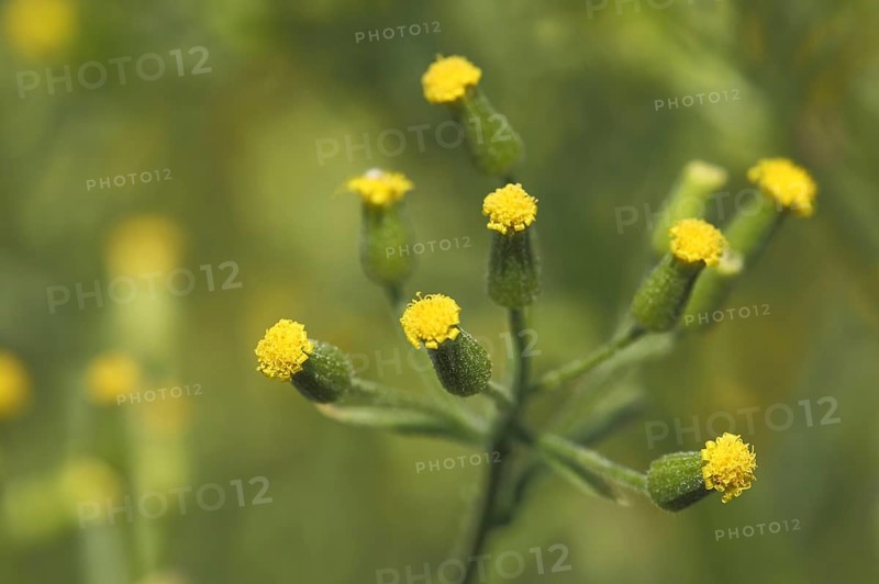 Heath groundsel