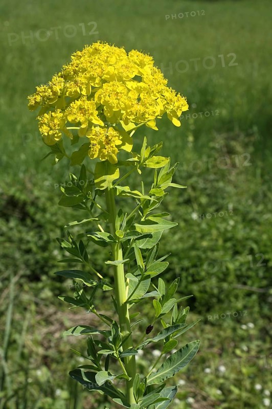 Warty spurge