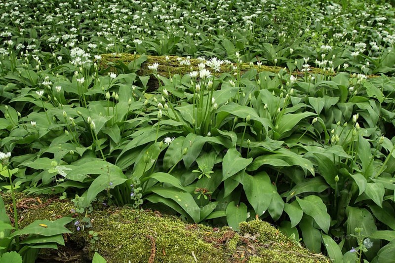 Forest floor with meadow of ramsons