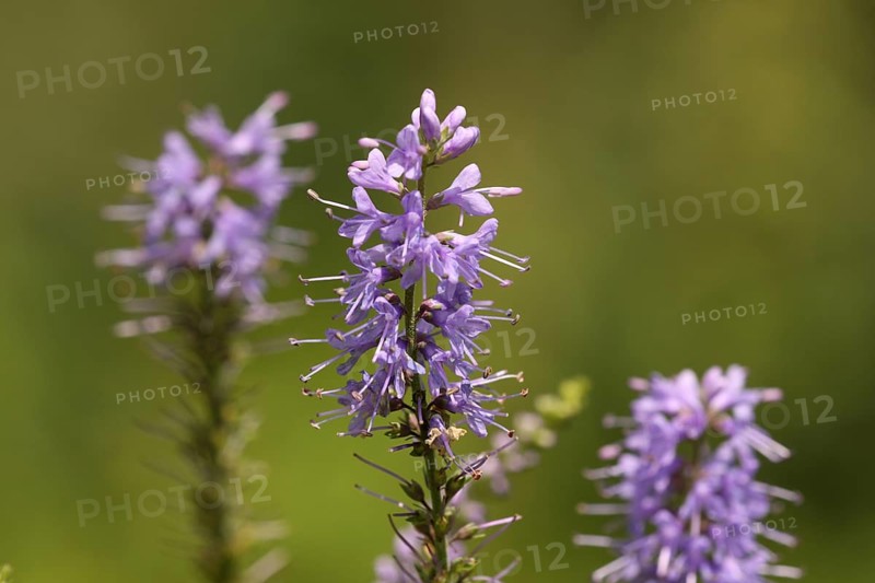 Long-leaved speedwell