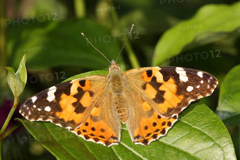 Painted lady