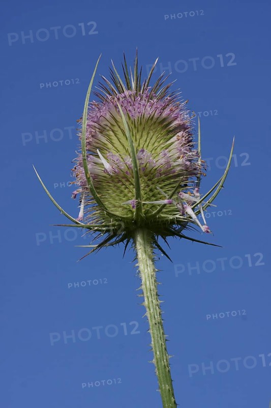 Cobs of wild teasel