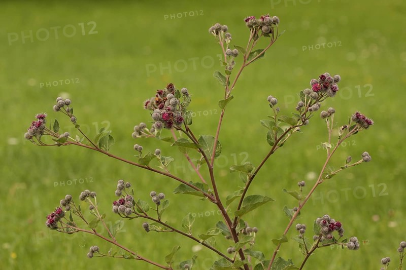 Burdock