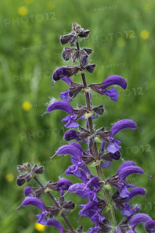 Meadow sage