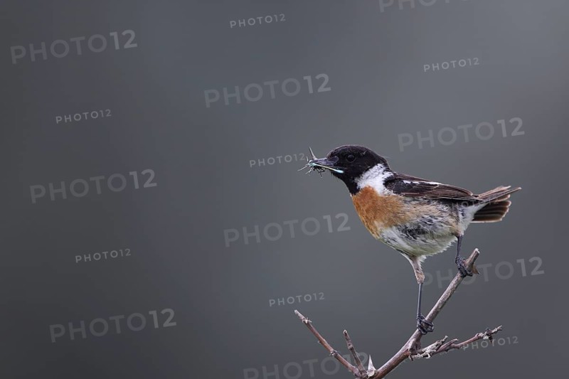 Male african stonechat