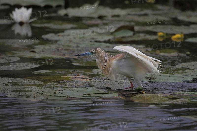 Squacco Heron