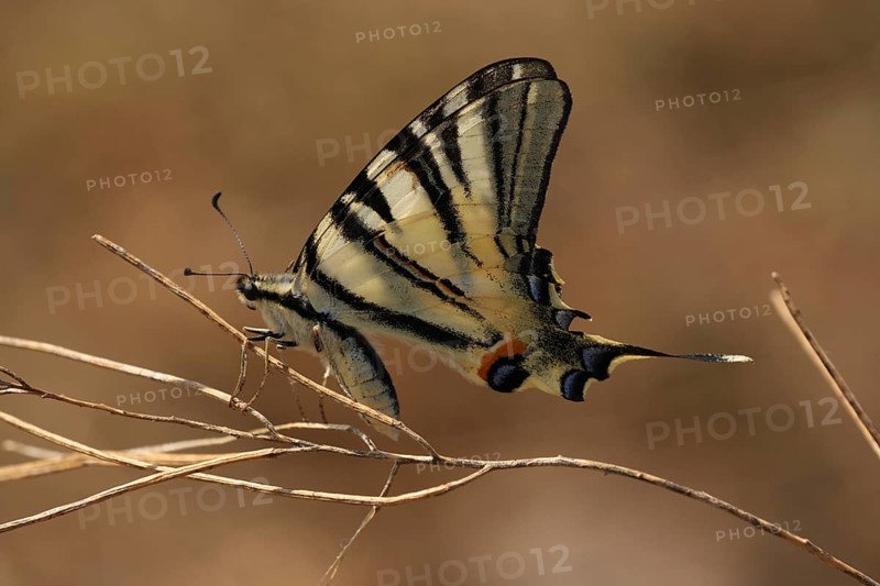 Glider butterfly