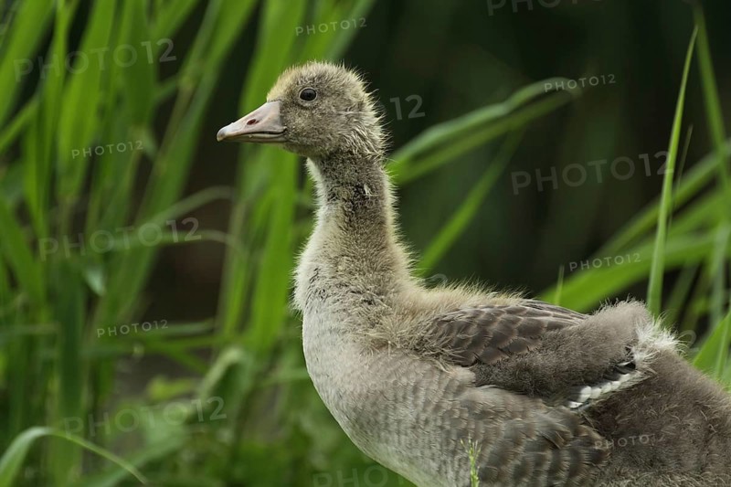 Young greylag goose