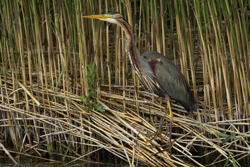 Purple heron
