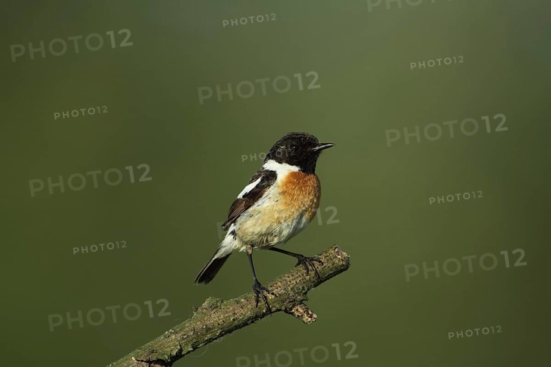 Male african stonechat