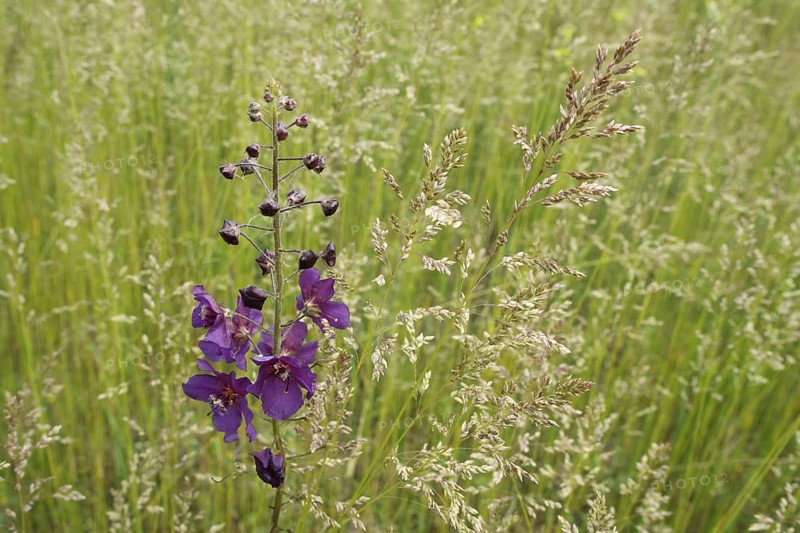 Purple Primrose