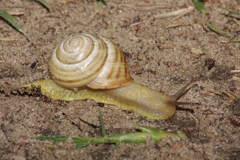 Roman snail