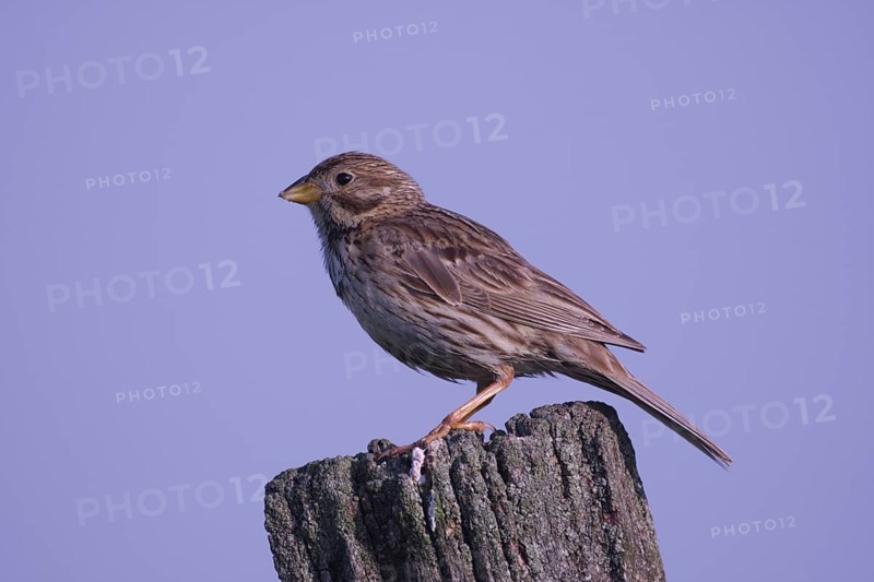 Corn Bunting