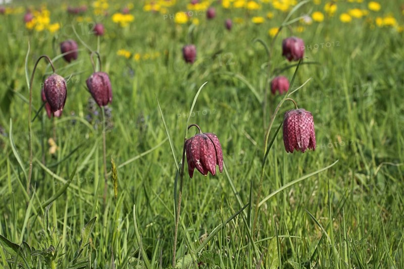 Flower meadow with snake's head fritillaries