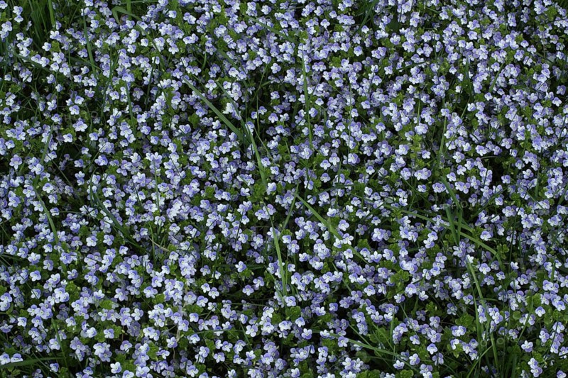 Flower meadow with slender speedwell
