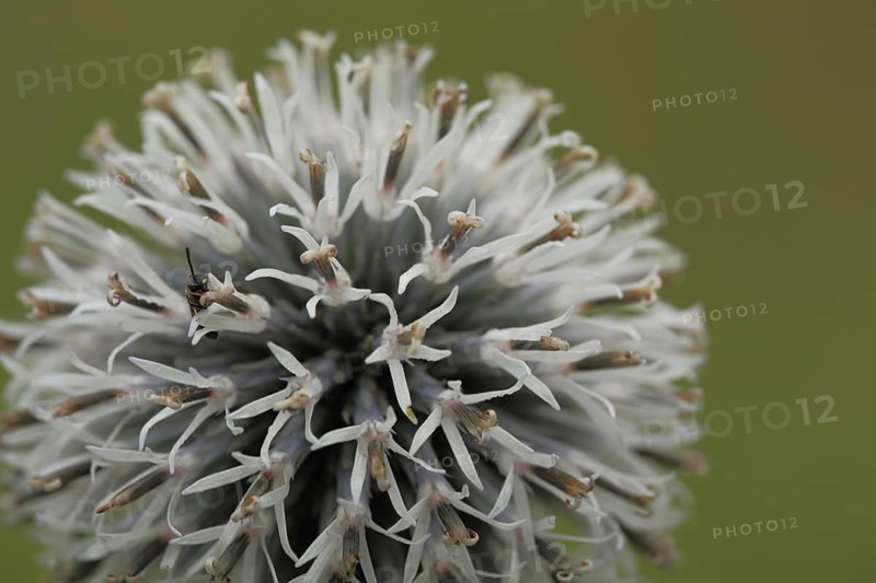 Star-shaped detail of a globe thistle