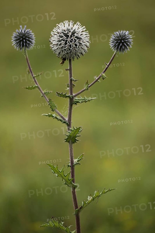Ball thistle