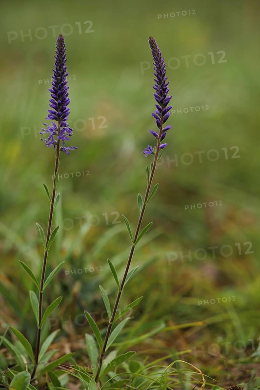 Two stems of spiked speedwell