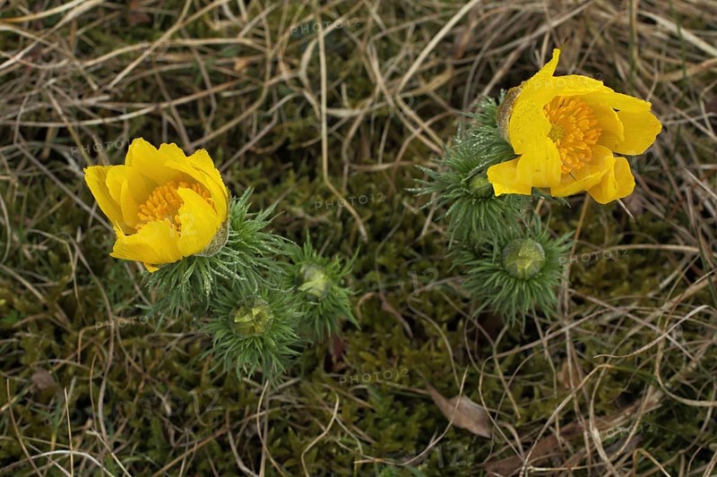 Flowers and buds of pheasant's eye