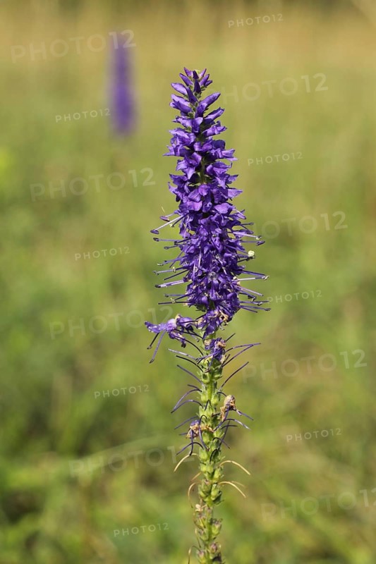 Detail of spiked speedwell