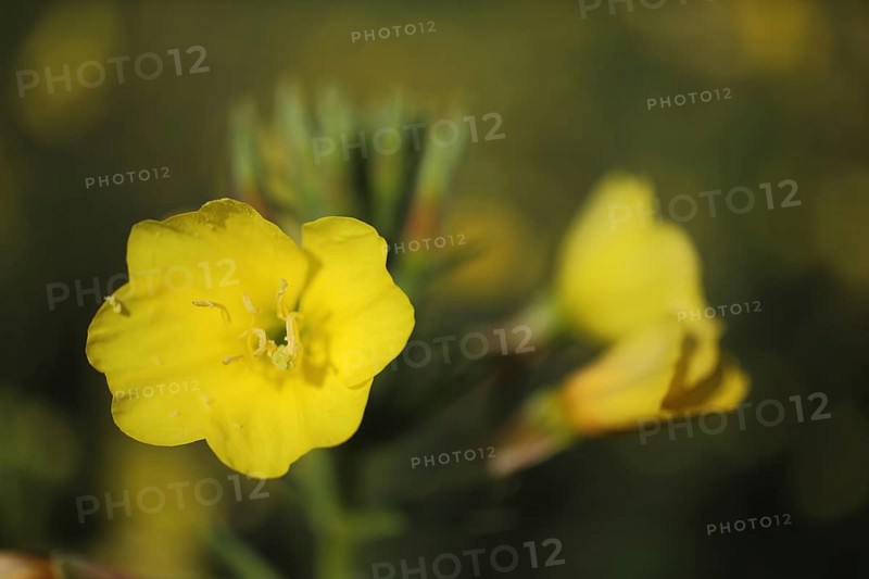 Flower of common evening primrose
