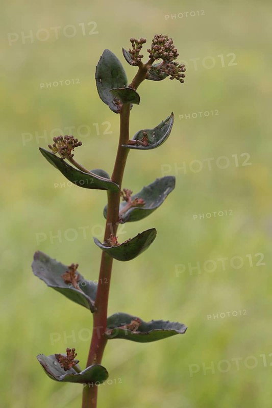 Stem of great stonecrop