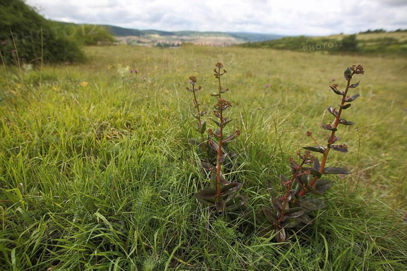 Orpine