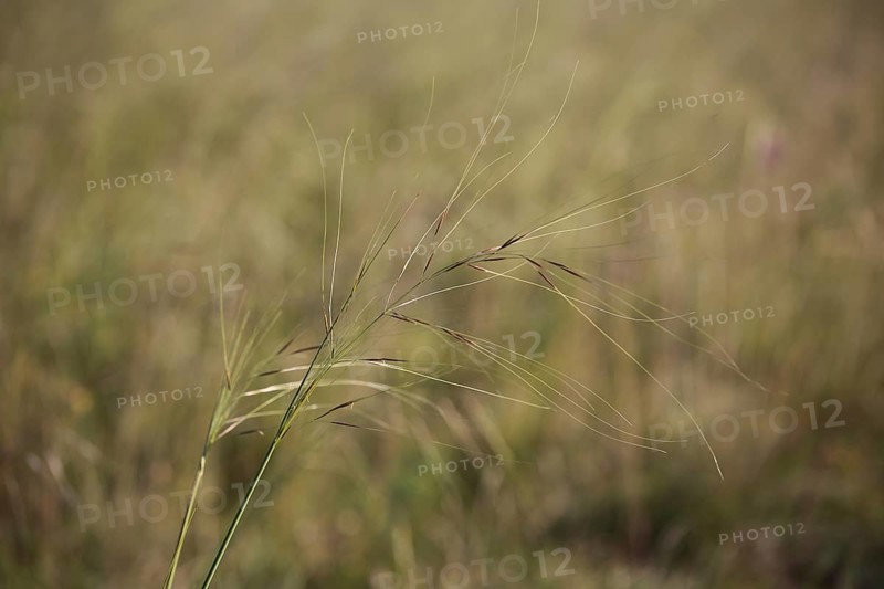 Hairy weed