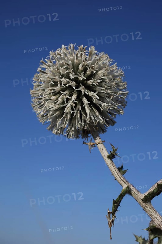 Ball thistle