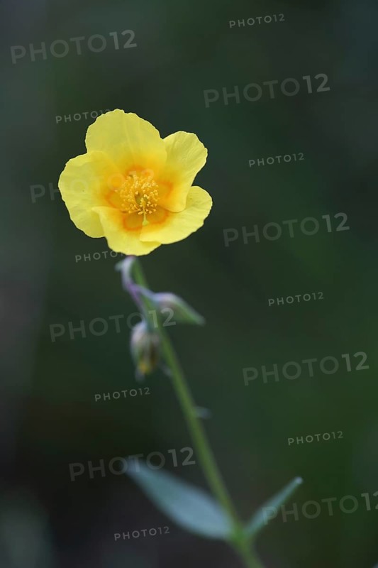 Common sunflower
