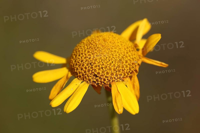 Basket with missing crown leaves of the golden marguerite