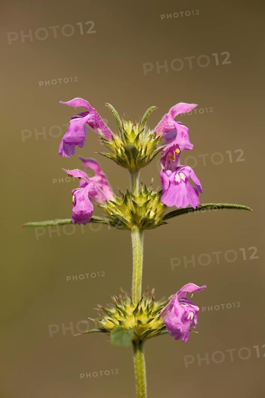 Narrow-leaved hemp-nettle