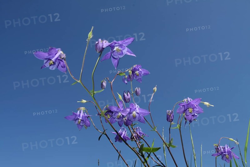 Common columbine