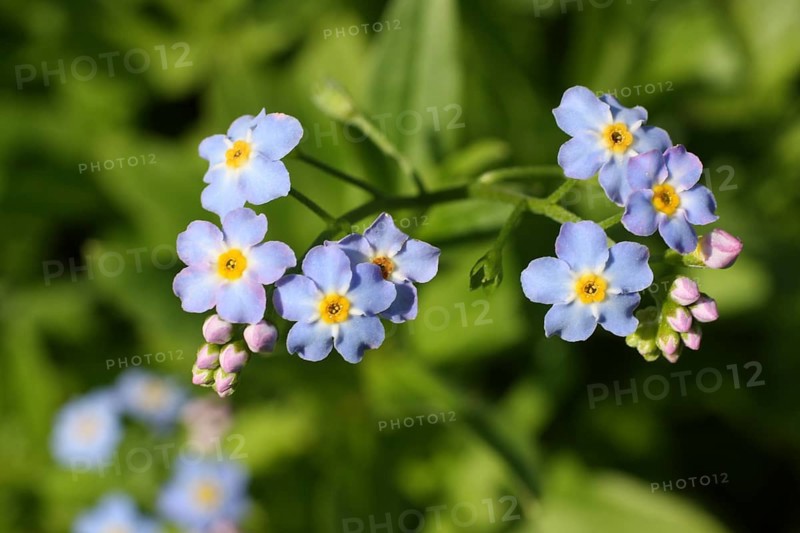 Marsh forget-me-not