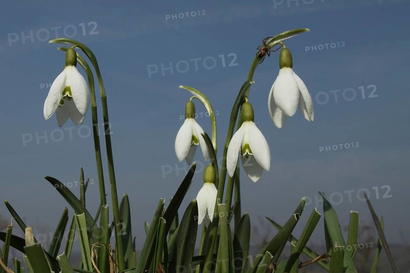 Small snowdrop