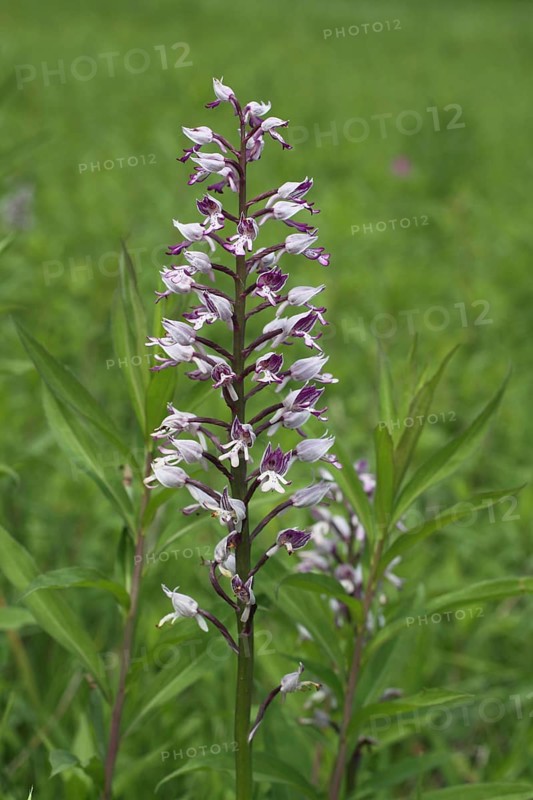Helm's orchid