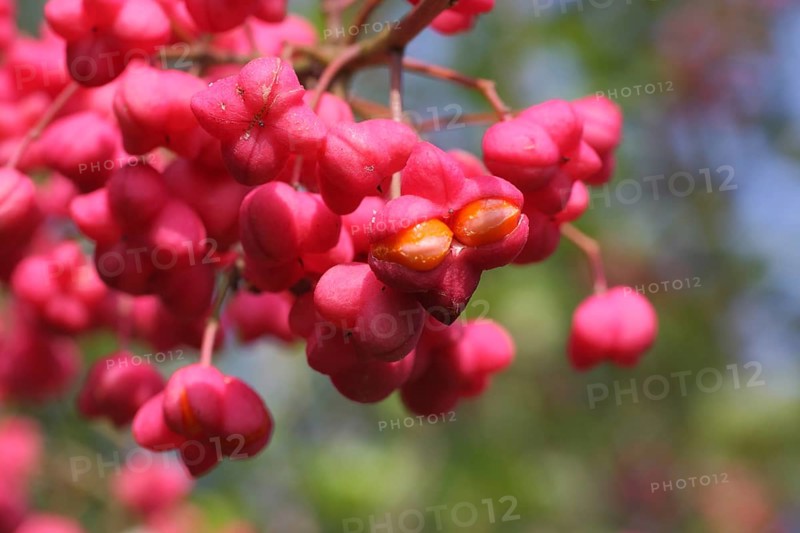 Fruits of the peony