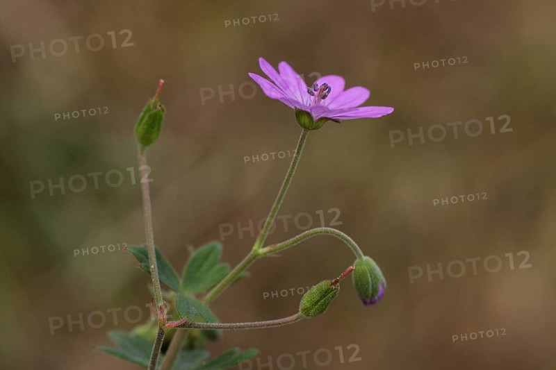 Pyrenean cranesbill