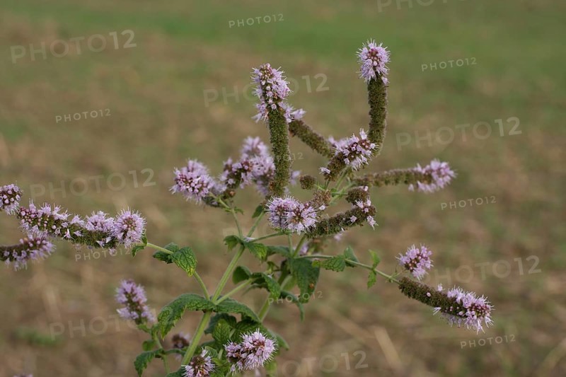 Horse mint