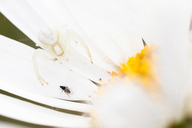 Goldenrod crab spider